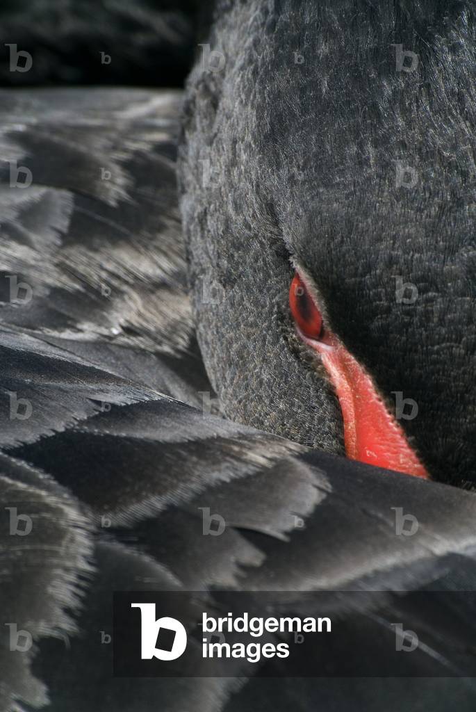 Black Swan (Cygnus atratus)