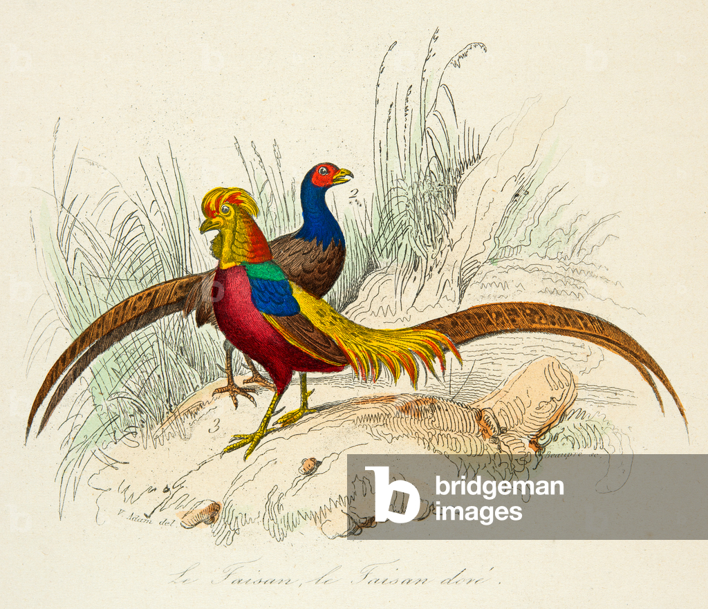 The pheasant and the golden pheasant, 18th century (Engraving)