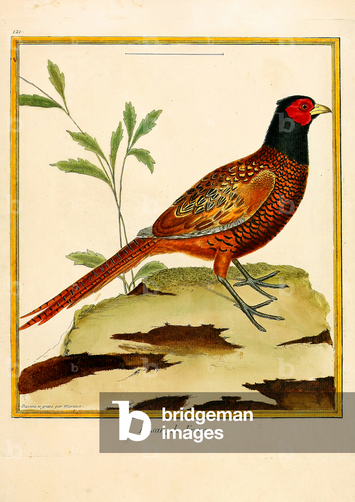 French Pheasant (print)