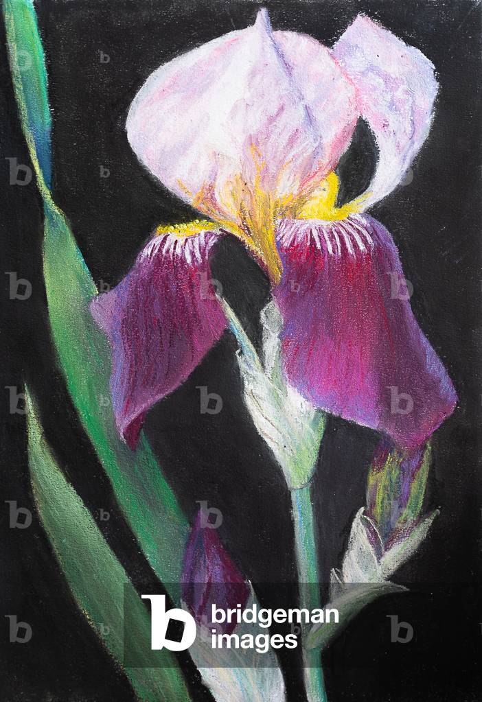 Immagine di Disegno "Iris dal mio giardino" 2019 di Margo Starkey