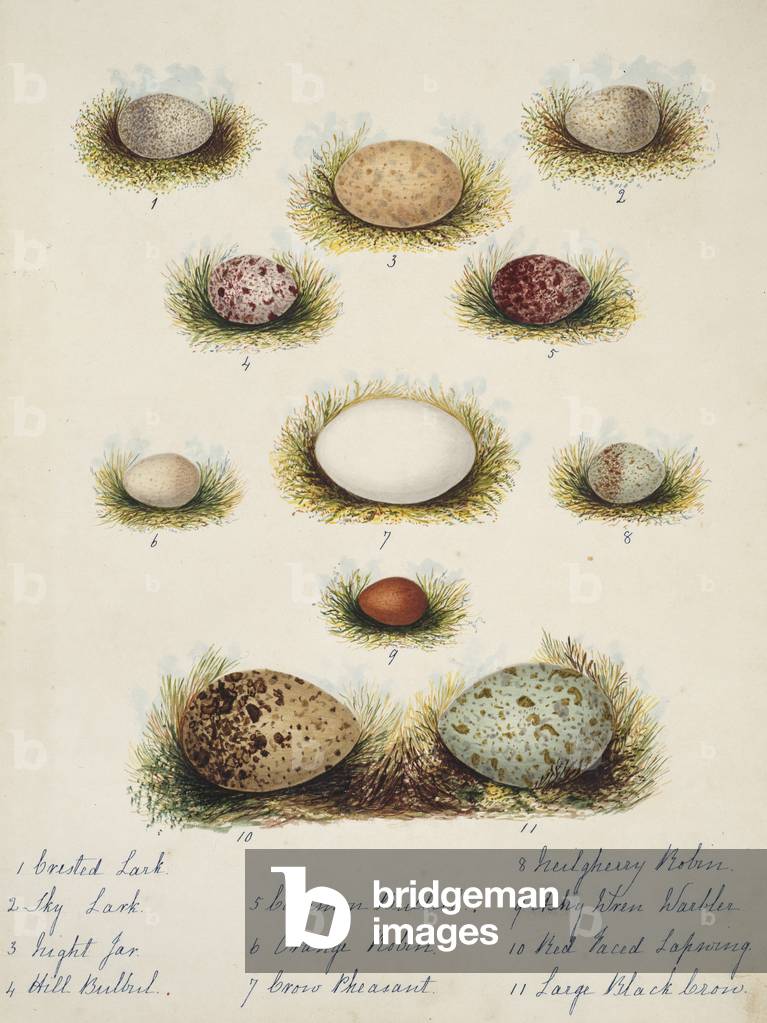 Immagine di Incisione "Raccolta di uova di uccelli" 1801 di Margaret Bushby Lascelles Cockburn