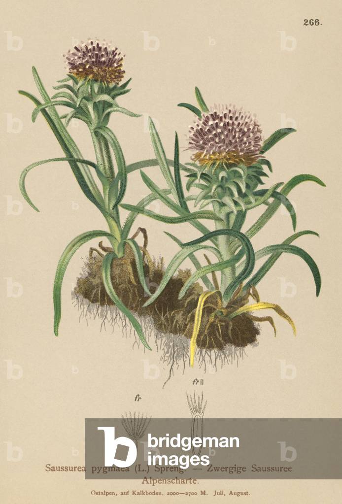 "Saussurea pigmeo (Saussurea pygmaea) (colore lito)" 1881 di German School