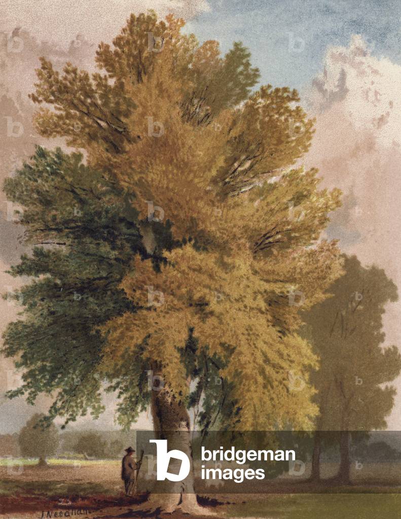 Il faggio all'inizio dell'autunno (colore lito)