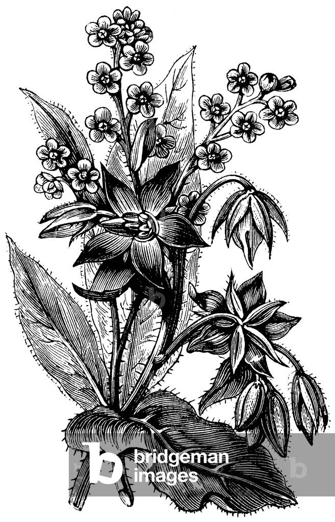 Immagine di Incisione "Borragine", b/w