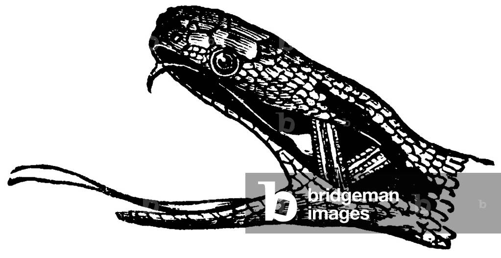 Vipera, vipera comune: testa