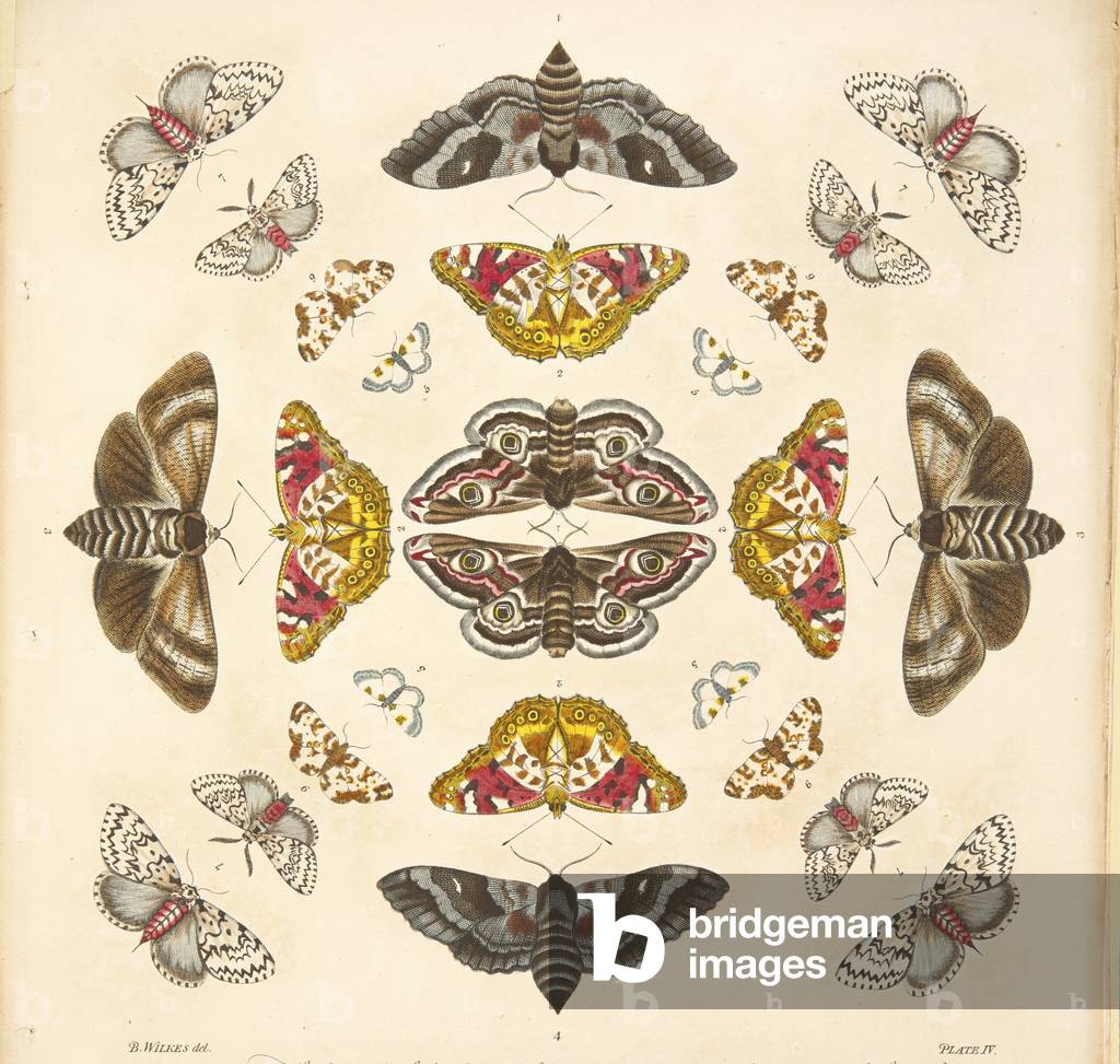 Image of Engraving depicting Detail from Plate IV 1764 by Benjamin Wilkes