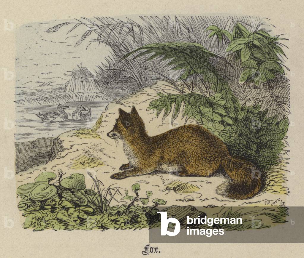 Fuchs (farbige Gravur)