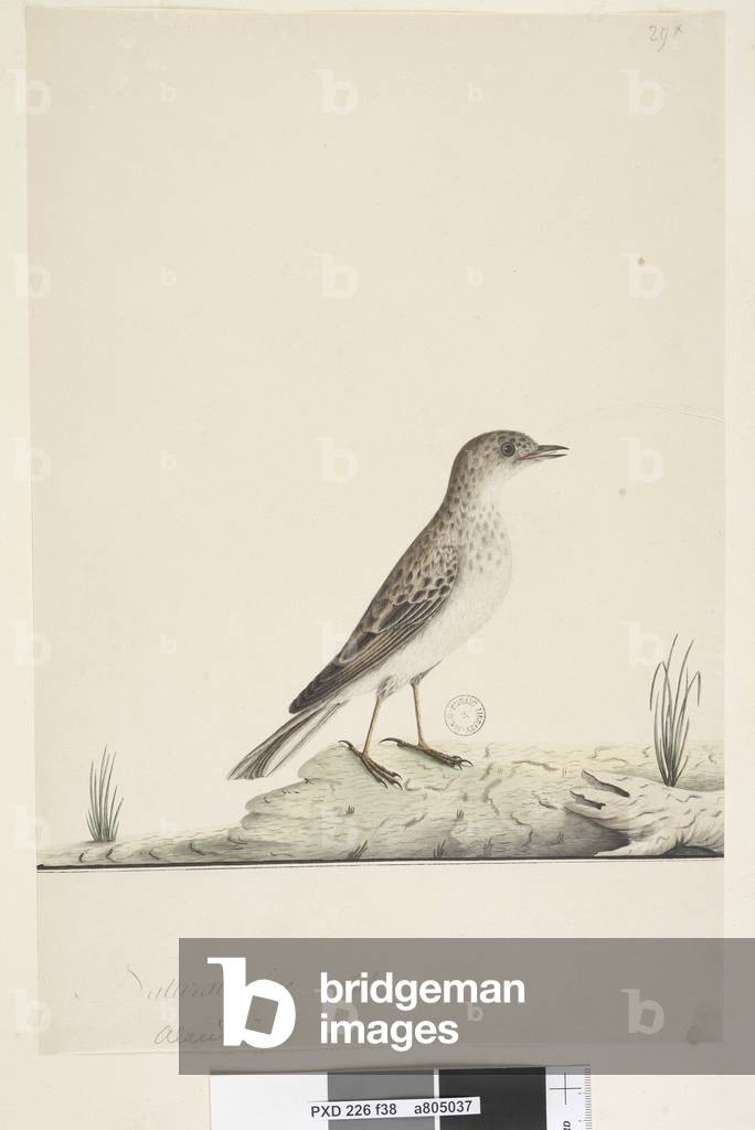 Immagine di Disegno "Pagina 38. Alundu? sopra titolo in mano diversa dimensione naturale" 1791 di Unknown arti