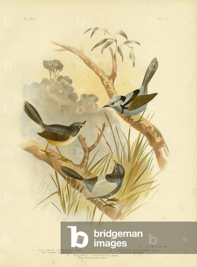 "Fawn-Breasted Superb Warbler", 1891 von Gracius Broinowski