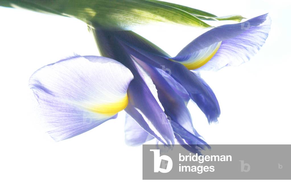 Uccello volante, 2018 (foto)