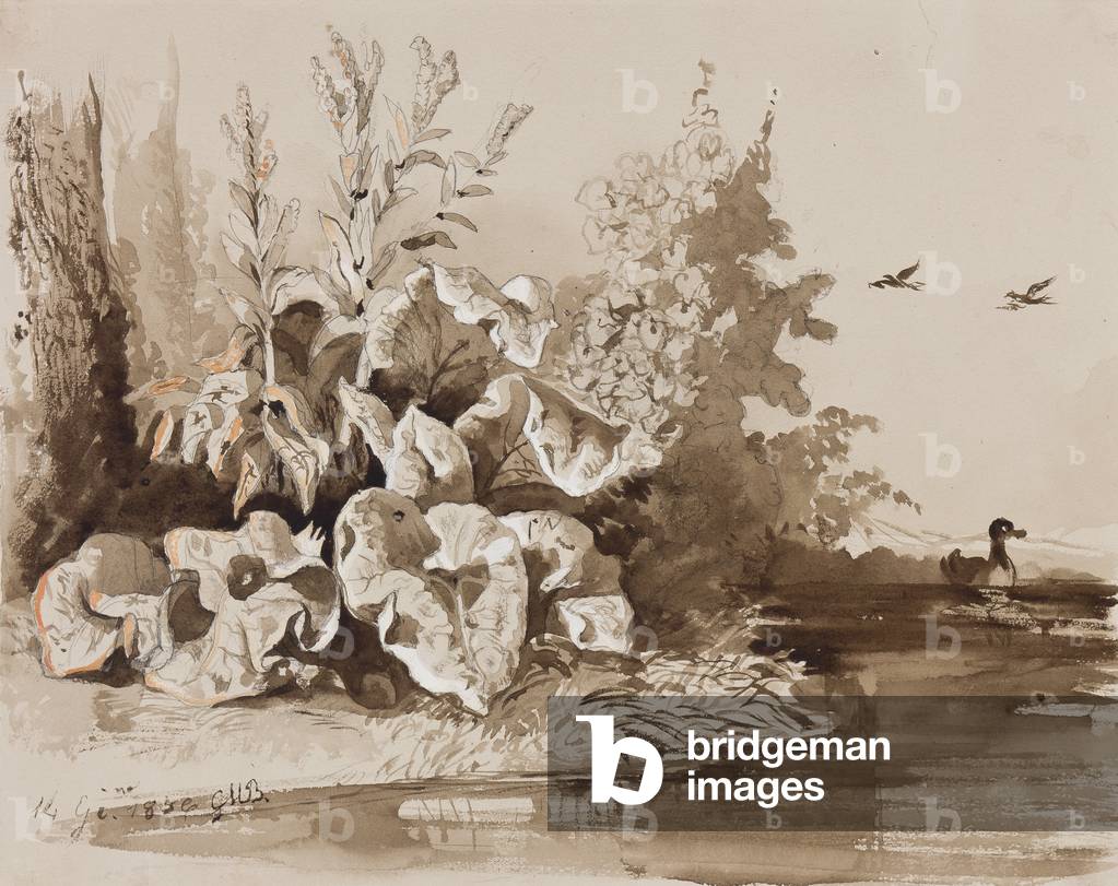 Studio di piante da un flusso con anatre, con aggiunte di un istruttore, 1856 (matita, seppia lavaggi & gouach