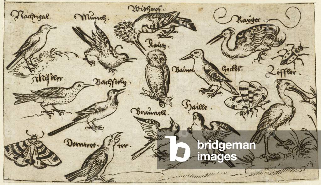 Twelve types of birds, including an owl and pelican, individually labelled and positioned on a minimal ground 