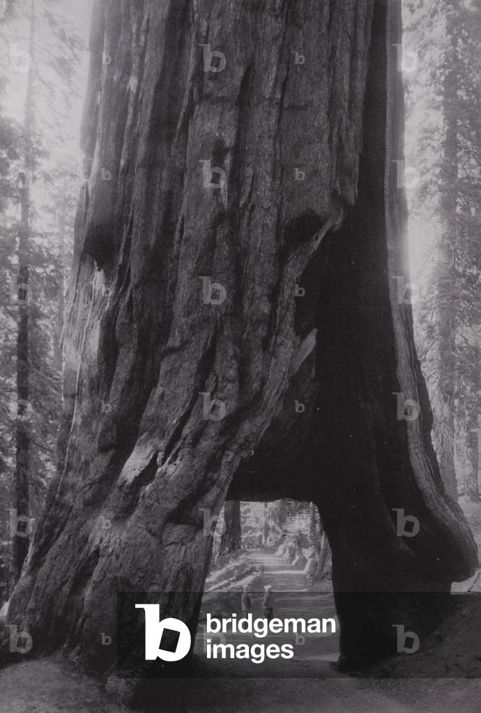 California: Parco Nazionale di Yosemite, Albero di Wawona a Mariposa Redwood Grove (foto b/n)