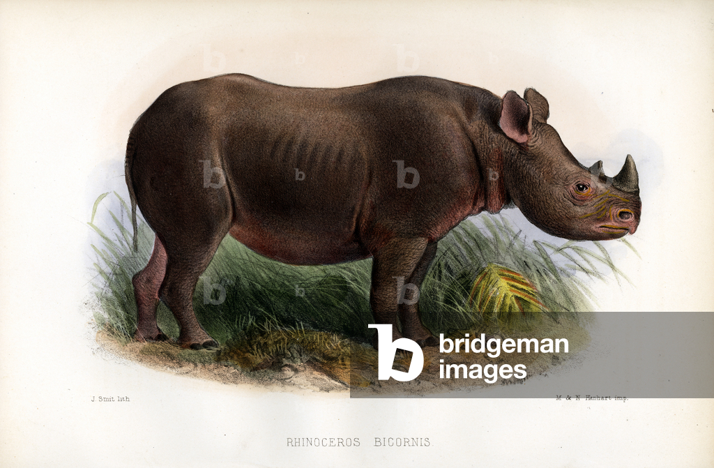 Sumatra-Nashorn (Druck)