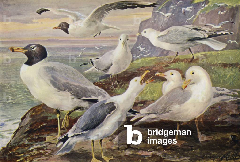 Gulls (colour litho) by Louis Fairfax Muckley
