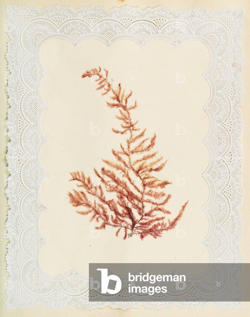 Alghe, 1848 (carta da costruzione, alghe, alghe, centrini)