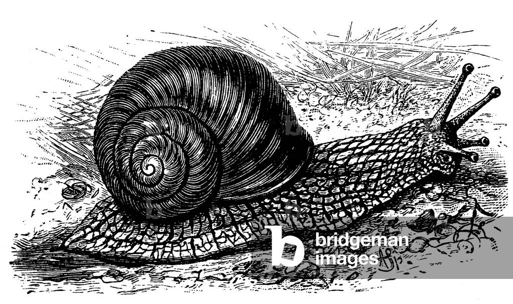 Lumaca commestibile, grande lumaca da giardino