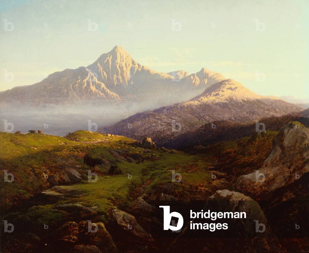 Highland bestiame in un paesaggio montano (olio su tela)