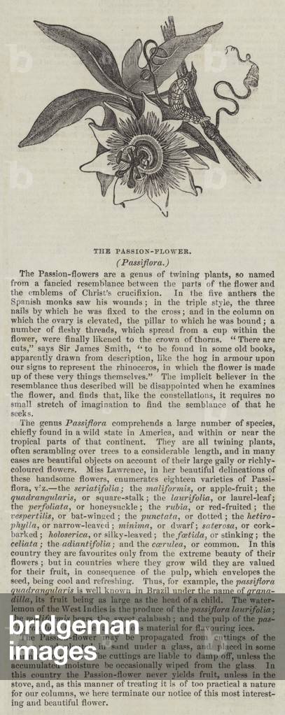 Il Fiore Passione, Passiflora (incisione)