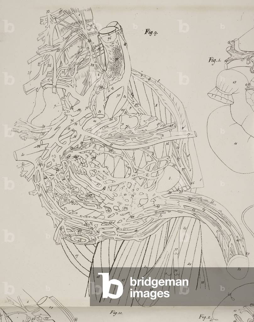 Anatomical drawing. The circulatory system., b/w