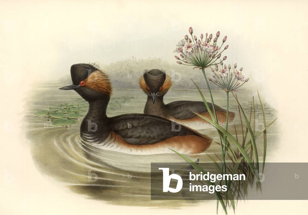 Image de Dessin représentant Podiceps nigricollis par John Gould