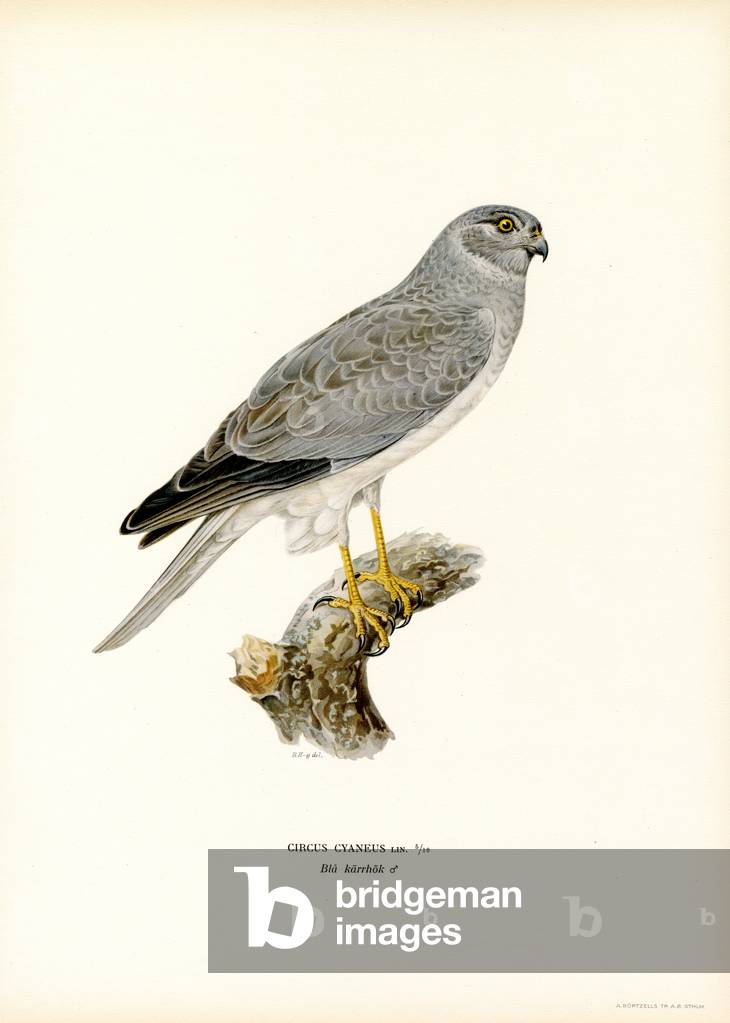 "Gallina Harrier (colore lito)" di Ferdinand Wright