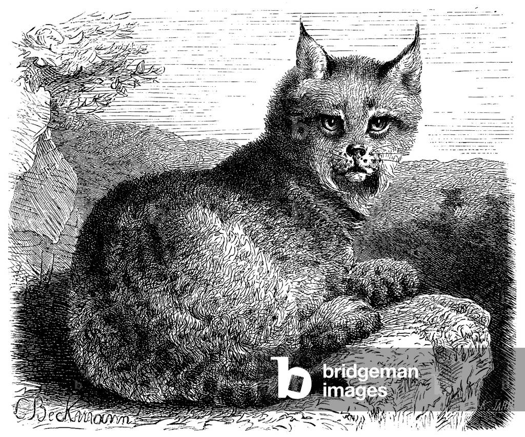 Immagine di Incisione "Lynx", b/w