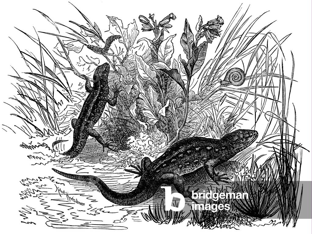 Image of Engraving depicting Lizard, b/w