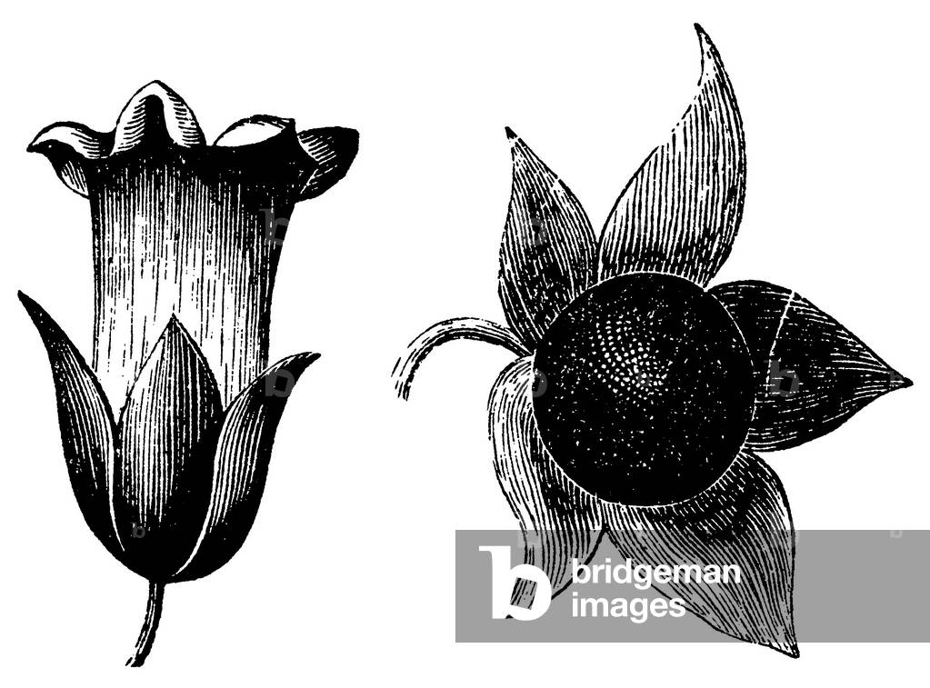 Bild von Gravur "Belladonna", b/w