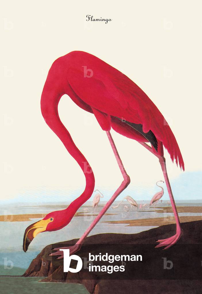 Flamingo (drawing)