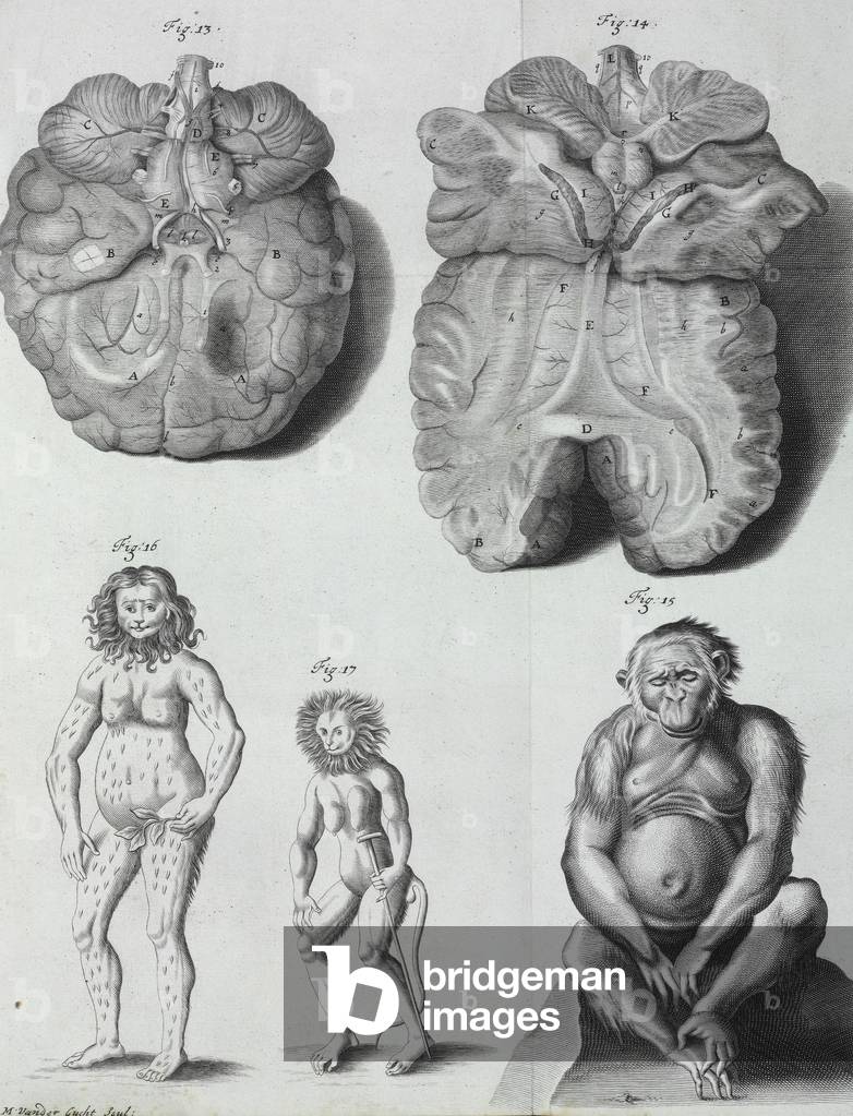 Pongo pygmaeus