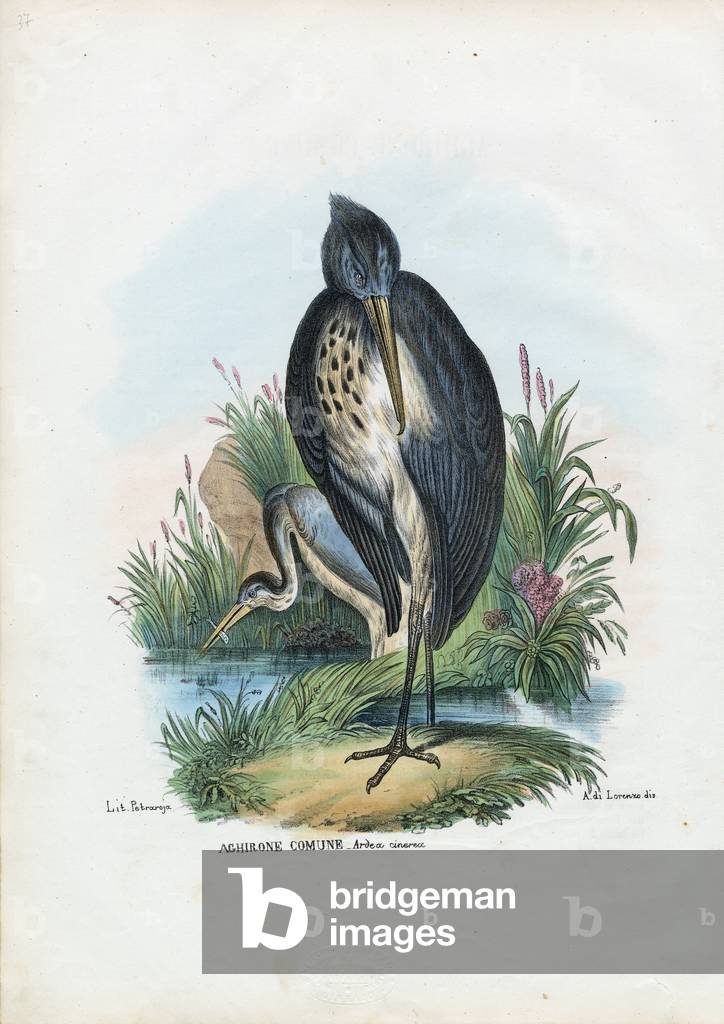 Grey Heron, 1863-79 par Raimundo Petraroja