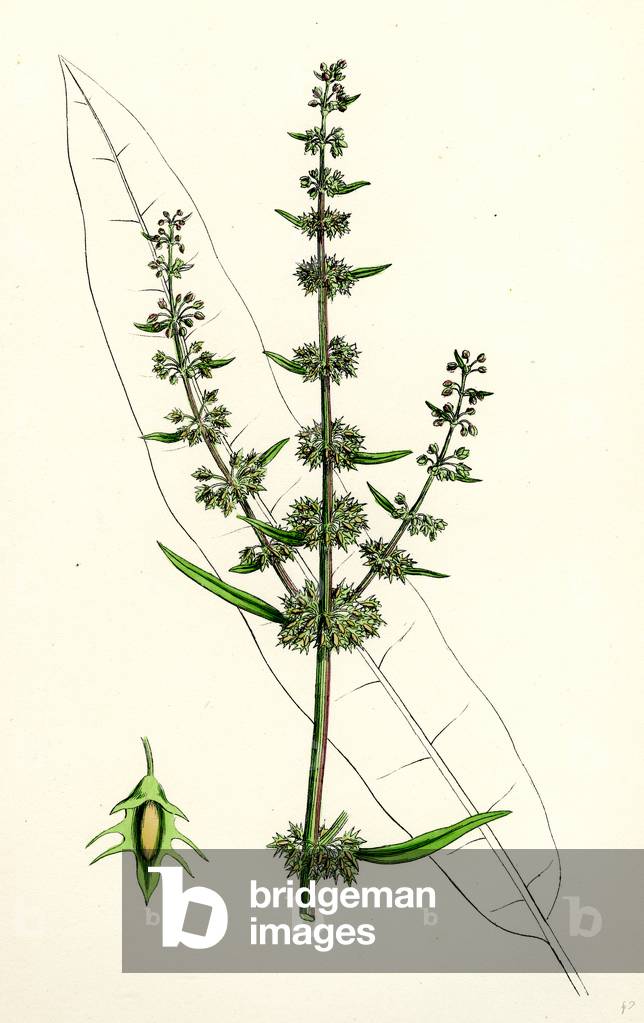 Immagine di Incisione "Rumex Palustris Palustris Darsena Giallo"