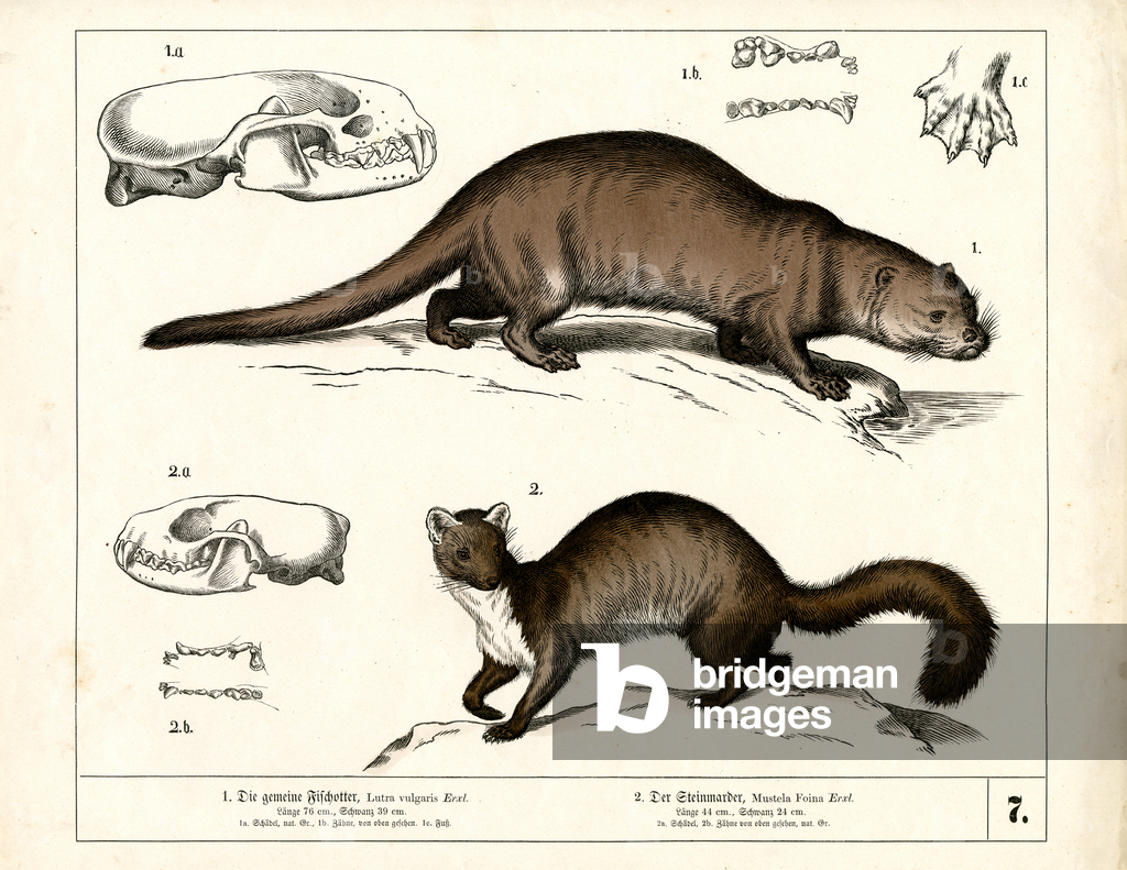 Image de Gravure représentant Loutre et martre d'Europe avec illustrations anatomiques 1858 par Heinrich Leute