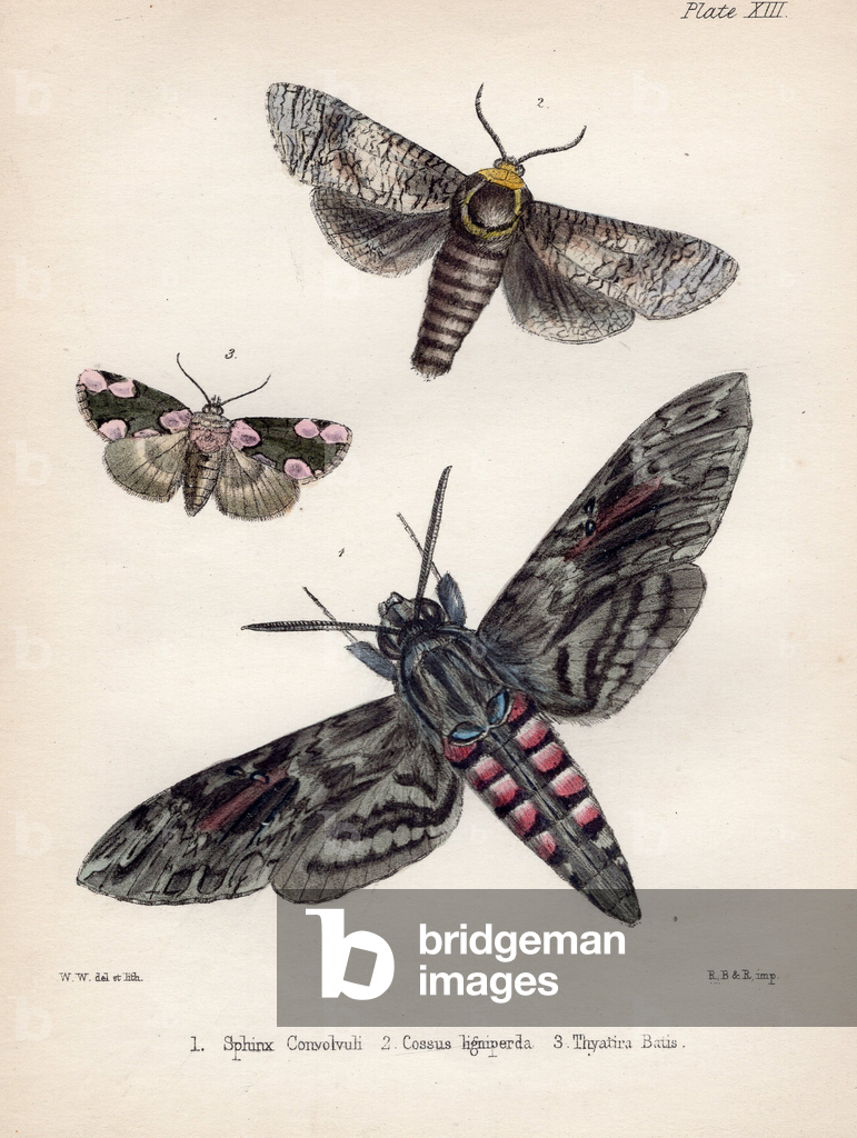 Image de Gravure représentant Convolvulus Hawk-Moth (lithographie) 1801 par Benham & Reeve Reeve