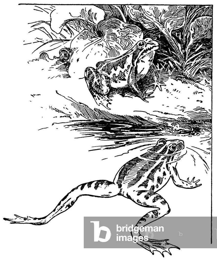 Frog