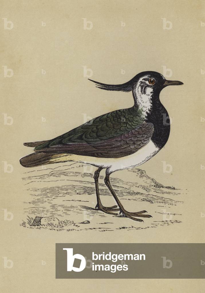 "Lapwing (Farblitho)" von English School