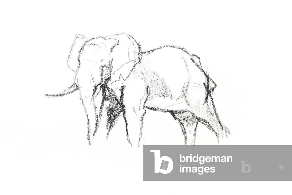Bull Elephant, 2021 (crayon on paper)