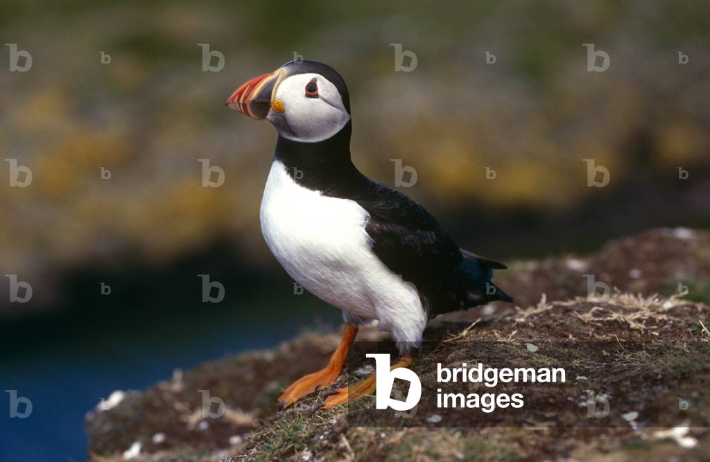Image of Photography depicting Puffin