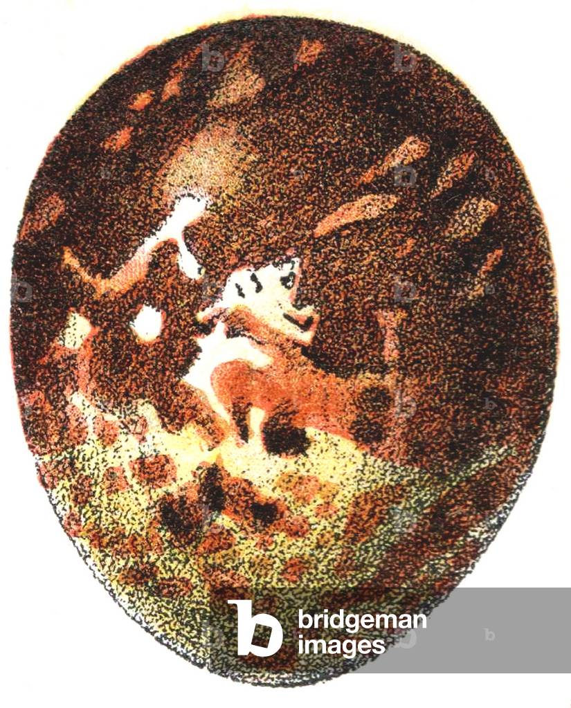 Egg of a Honey Buzzard (Pernis apivorus), 1923 (litho)