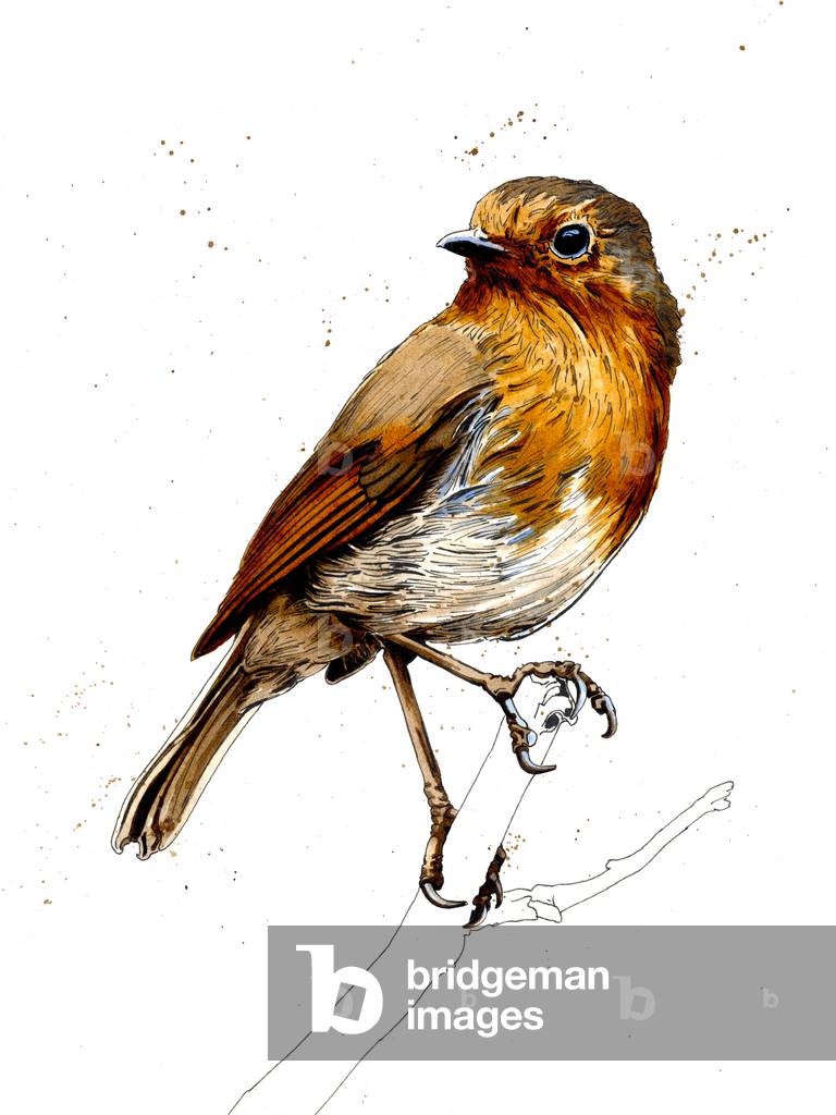 Das Rotkehlchen auf Weiß, 2019, (Stift und Tinte)