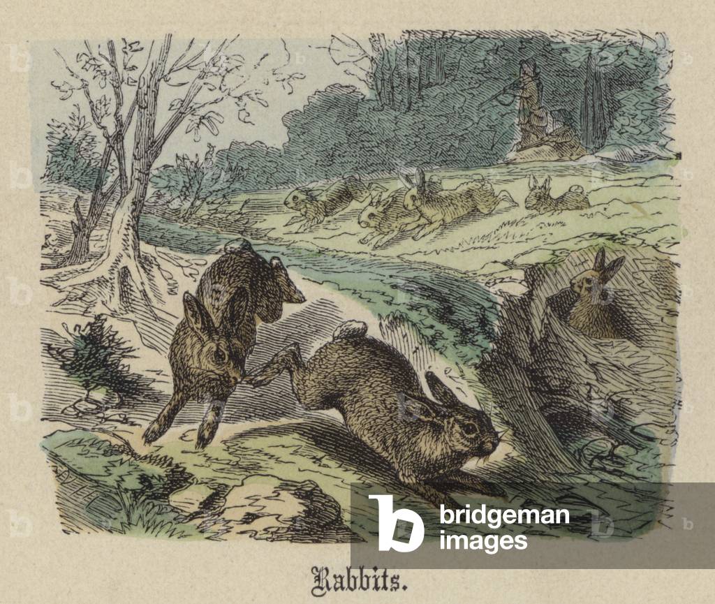 Immagine di Incisione "Conigli (incisione colorata)" di Friedrich Specht