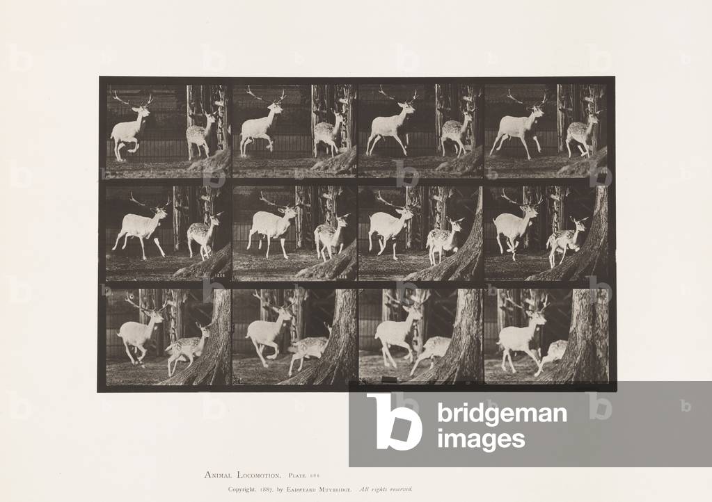 Bild von Fotografie "Teller 686. Damhirsch; Buck and Doe; Galopien" 1885 von Eadweard Muybridge, b/w
