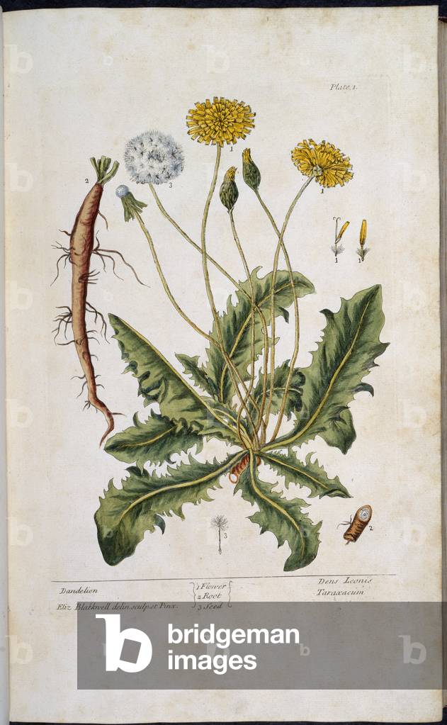 Bild von Gravur "Löwenzahn" 1737 von English School