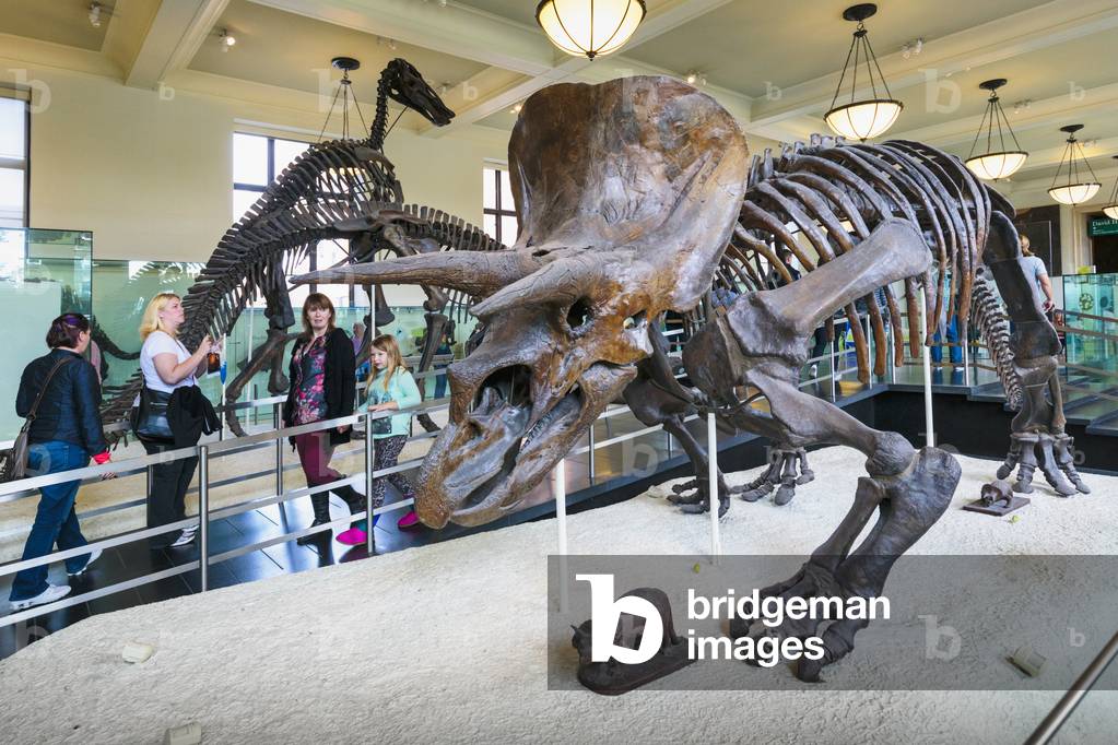 "Scheletro di dinosauro triceratopo."