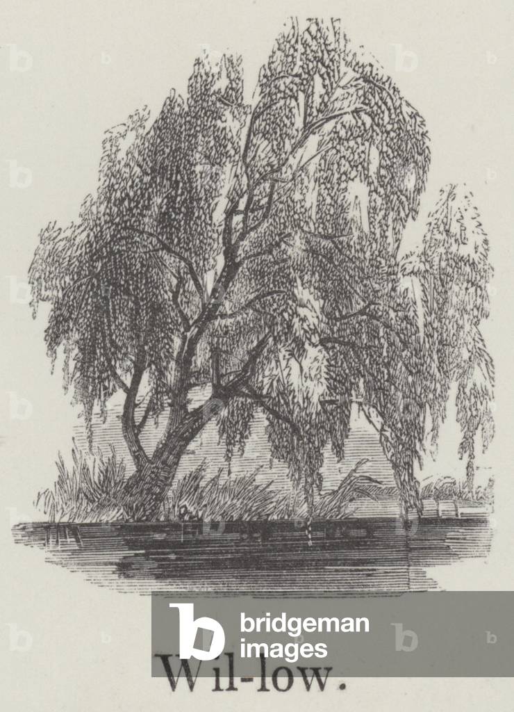 Willow (engraving) by English Artist