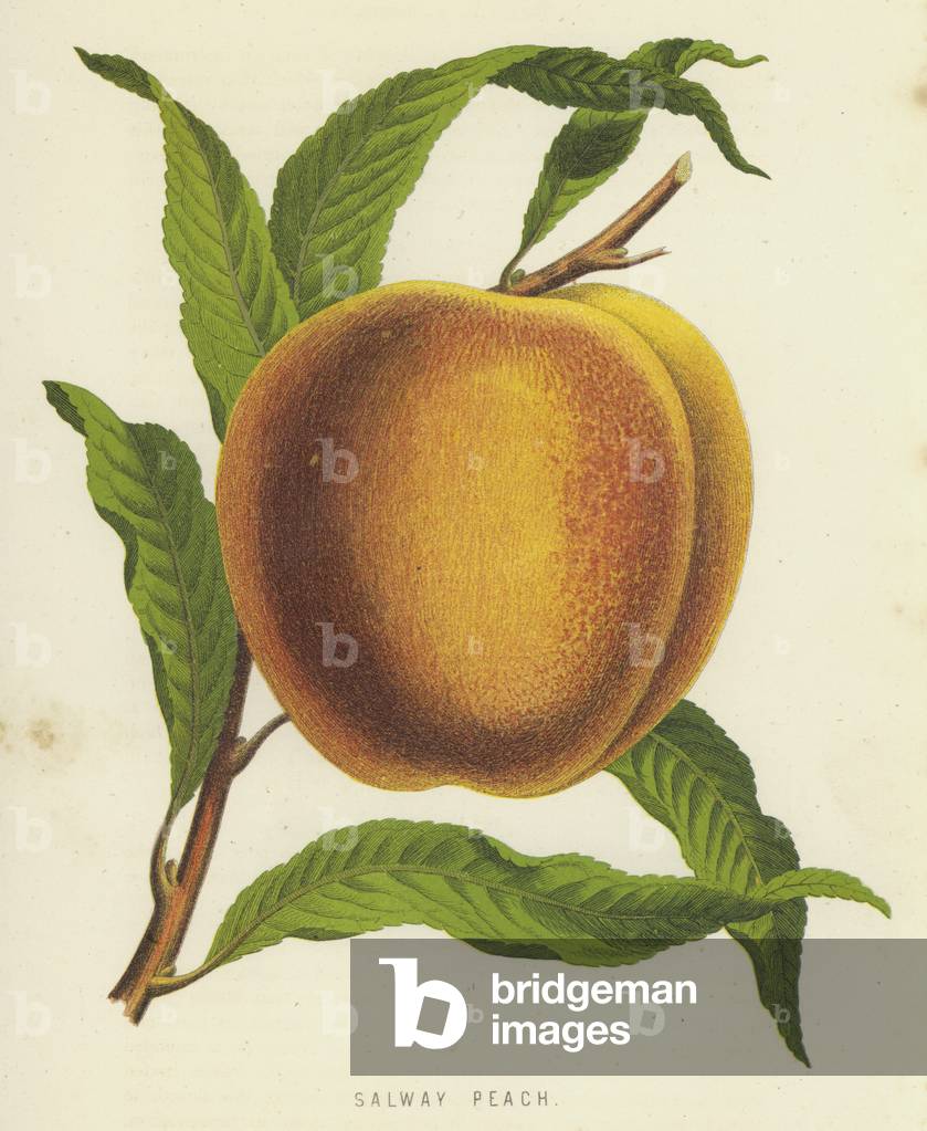 Salway Pfirsich (Chromolitho)