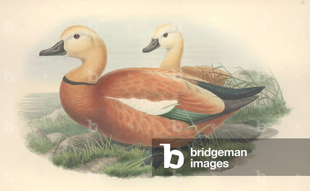Bild von Zeichnung "Tadorna ferruginea" von John Gould