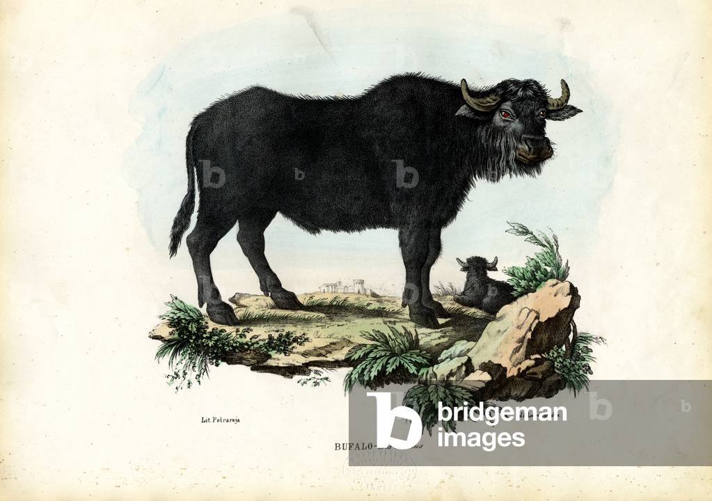 Immagine di Stampa "Buffalo", 1863-79 di Raimundo Petraroja