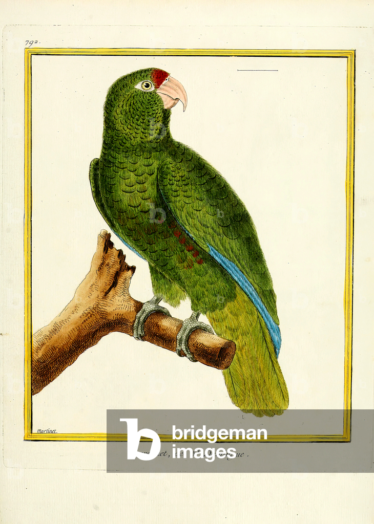 Image de Estampe représentant Perroquet de Saint-Domingue (estampe) 1770